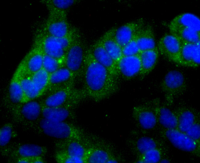 NDRG1 Antibody in Immunocytochemistry (ICC/IF)