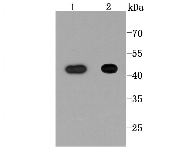 NDRG1 Antibody in Western Blot (WB)