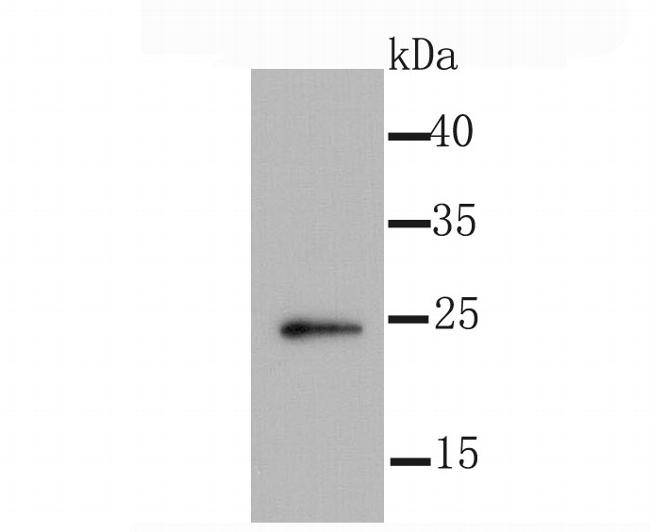 ID1 Antibody in Western Blot (WB)