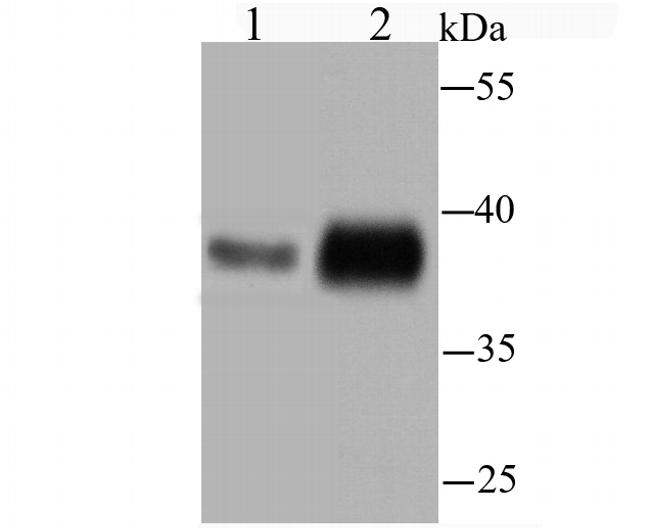 STING Antibody in Western Blot (WB)