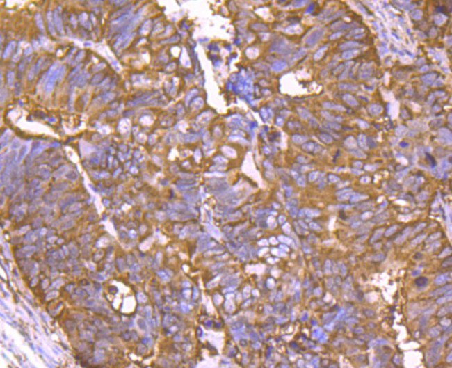 Cyclophilin F Antibody in Immunohistochemistry (Paraffin) (IHC (P))