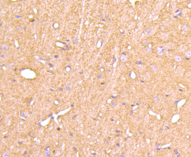 Cyclophilin F Antibody in Immunohistochemistry (Paraffin) (IHC (P))