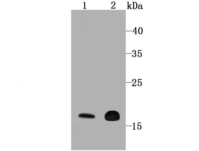 Cyclophilin F Antibody in Western Blot (WB)