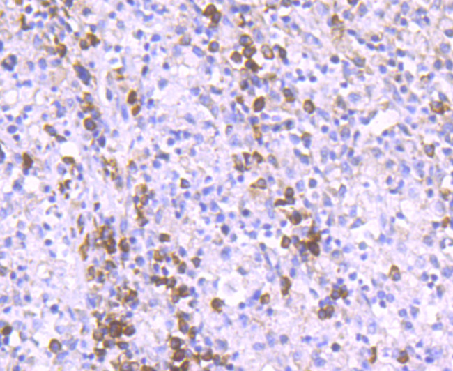 RAPGEF3 Antibody in Immunohistochemistry (Paraffin) (IHC (P))