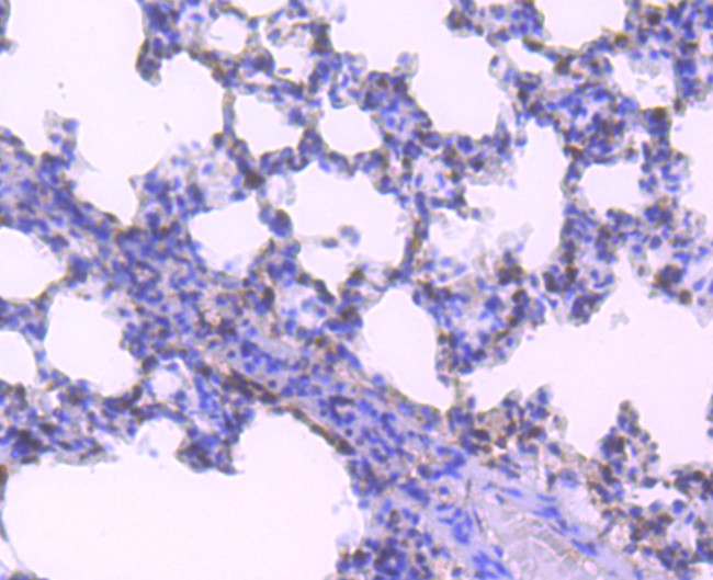 HuR Antibody in Immunohistochemistry (Paraffin) (IHC (P))