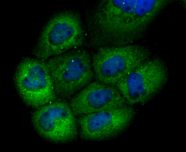 GCLM Antibody in Immunocytochemistry (ICC/IF)