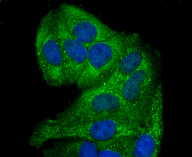 GCLM Antibody in Immunocytochemistry (ICC/IF)