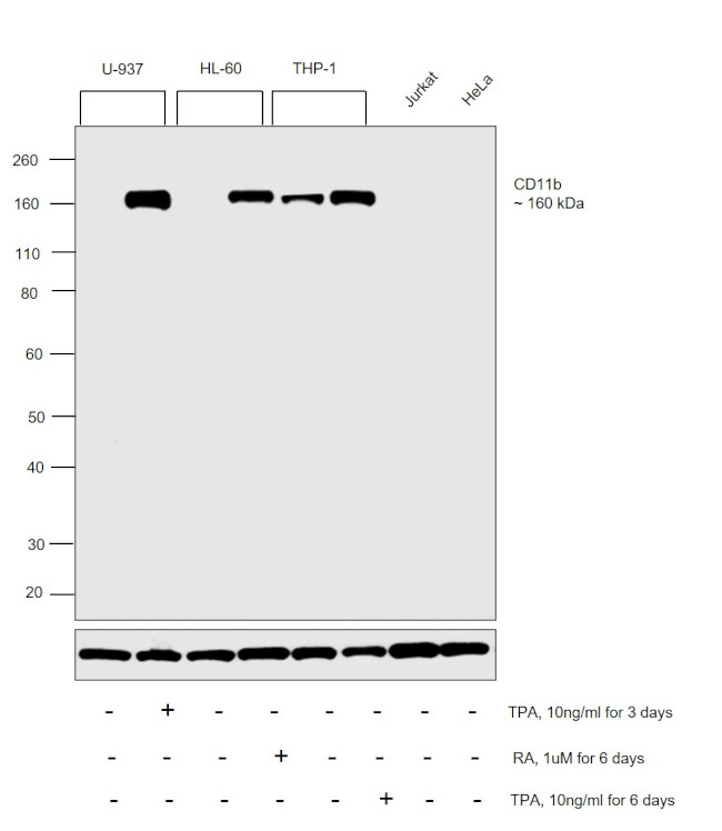 CD11b Recombinant Rabbit Monoclonal Antibody (JU93-81)