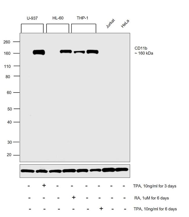 CD11b Recombinant Rabbit Monoclonal Antibody (JU93-81)