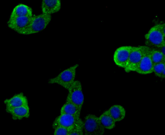 Plexin-A1 Antibody in Immunocytochemistry (ICC/IF)