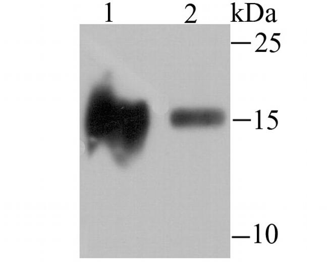 H3K14ac Antibody in Western Blot (WB)