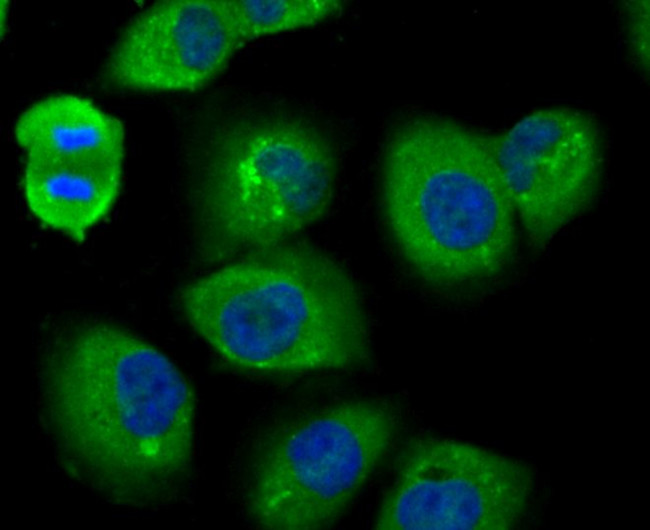 USP14 Antibody in Immunocytochemistry (ICC/IF)