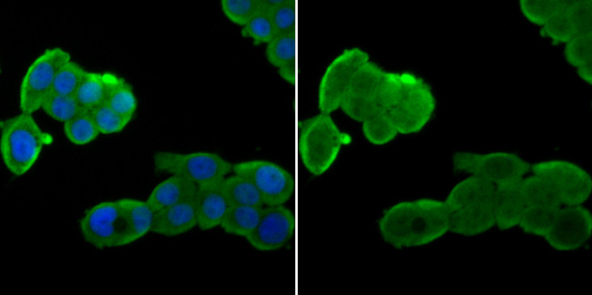 Nuclear Matrix Protein p84 Antibody in Immunocytochemistry (ICC/IF)