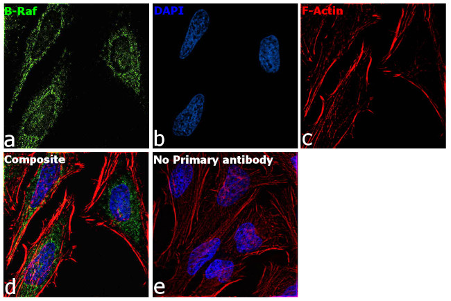 B-Raf Antibody in Immunocytochemistry (ICC/IF)