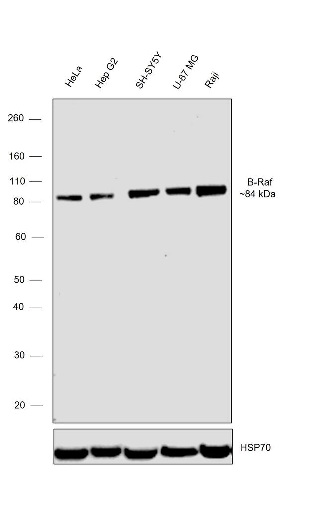 B-Raf Antibody in Western Blot (WB)