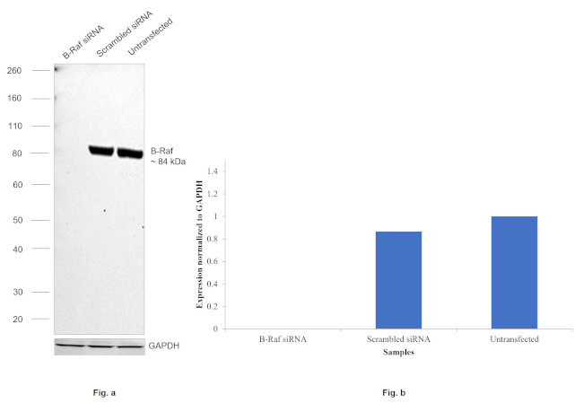 B-Raf Antibody in Western Blot (WB)