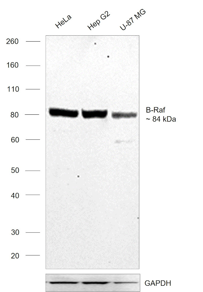 B-Raf Antibody in Western Blot (WB)