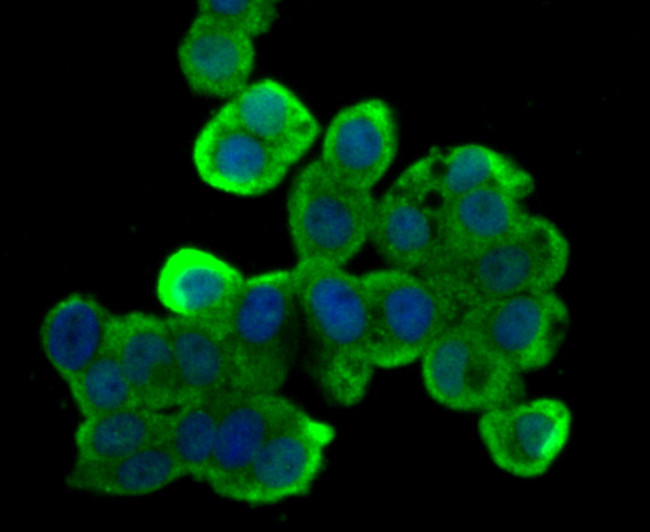 B-Raf Antibody in Immunocytochemistry (ICC/IF)