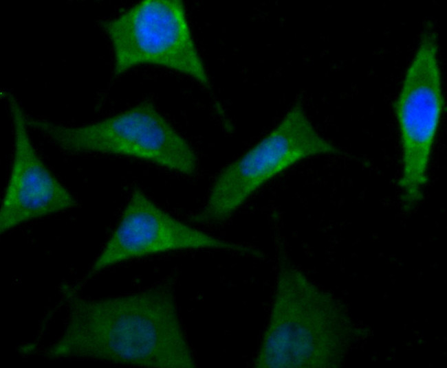 B-Raf Antibody in Immunocytochemistry (ICC/IF)