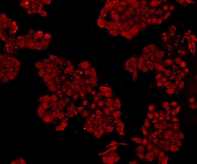 NFkB p50/p105 Antibody in Immunocytochemistry (ICC/IF)