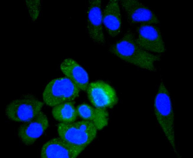 ALDH2 Antibody in Immunocytochemistry (ICC/IF)