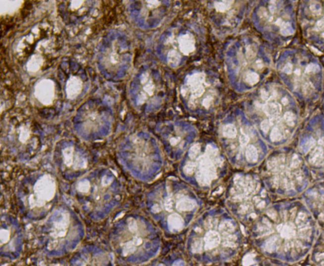 ALDH2 Antibody in Immunohistochemistry (Paraffin) (IHC (P))