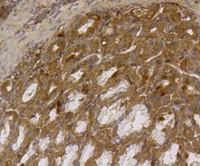 ALDH2 Antibody in Immunohistochemistry (Paraffin) (IHC (P))