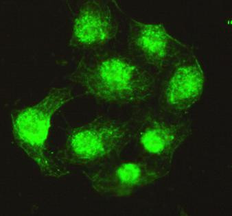 PPP4C Antibody in Immunocytochemistry (ICC/IF)