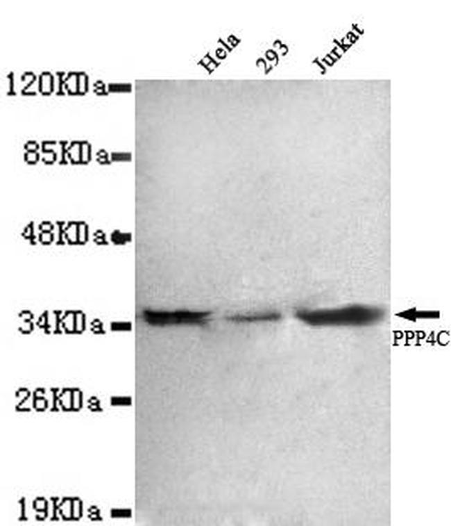 PPP4C Antibody in Western Blot (WB)