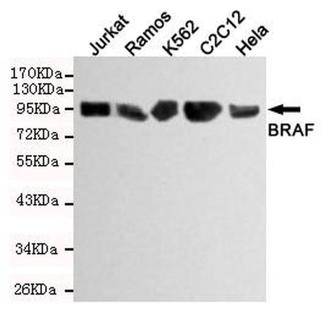 B-Raf Antibody in Western Blot (WB)