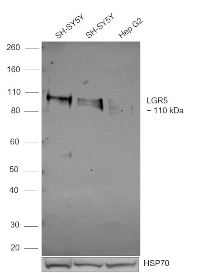 LGR5 Antibody