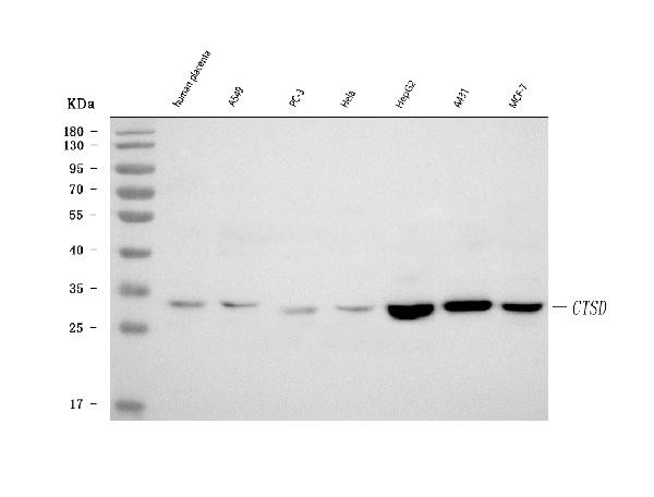 Cathepsin D Antibody in Western Blot (WB)