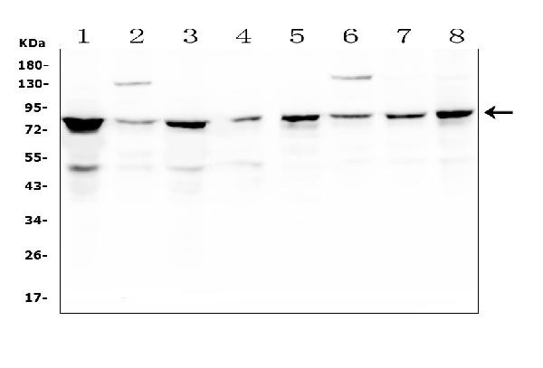 CD2AP Antibody in Western Blot (WB)