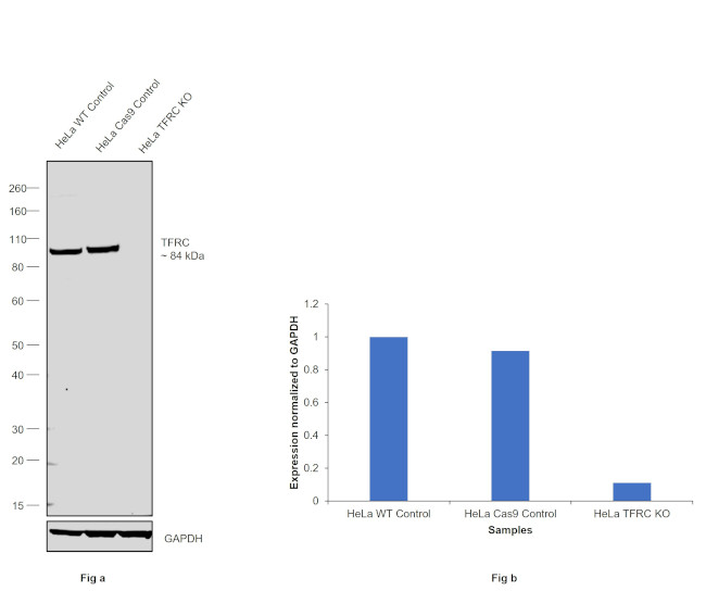 CD71 (Transferrin Receptor) Recombinant Monoclonal Antibody (RM384