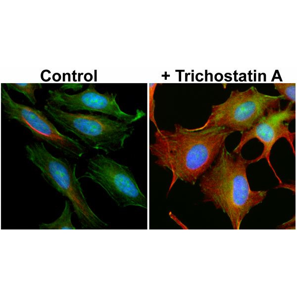 Acetyl-alpha Tubulin (Lys40) Antibody in Immunocytochemistry (ICC/IF)