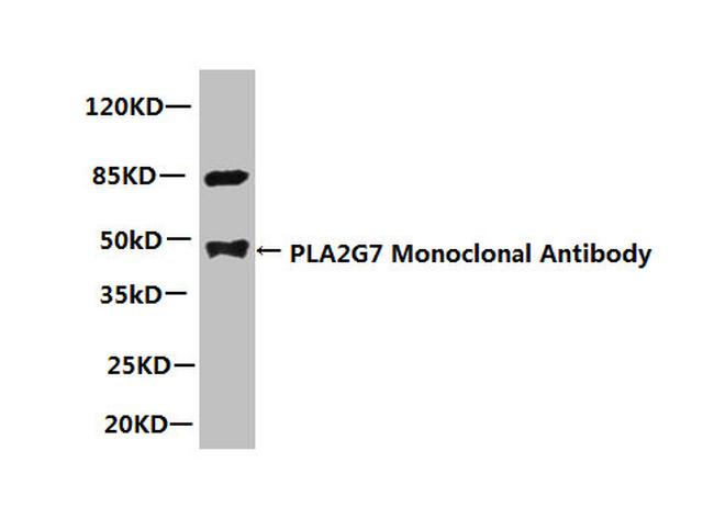 PLA2G7 Antibody in Western Blot (WB)