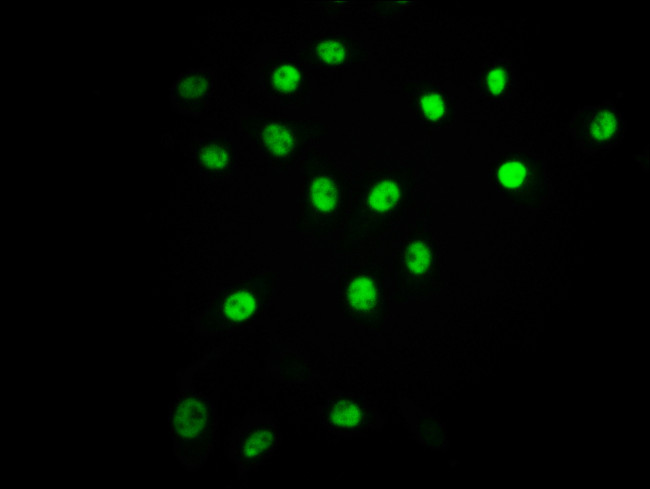 Phospho-ATF2 (Thr71) Antibody in Immunocytochemistry (ICC/IF)