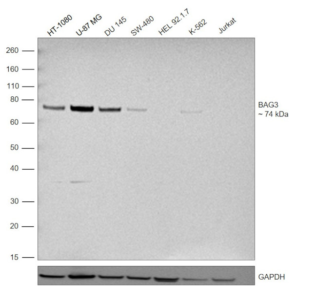 BAG3 Antibody