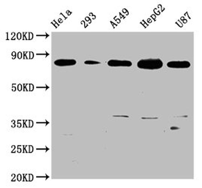 BAG3 Antibody in Western Blot (WB)