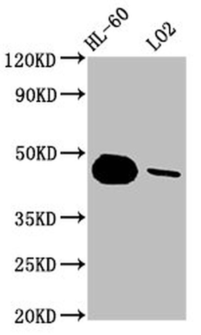 Caspase 9 Antibody in Western Blot (WB)