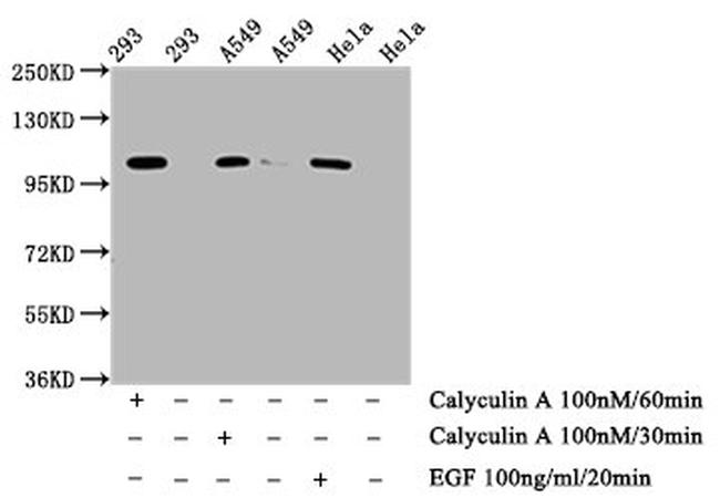 Phospho-IRE1 alpha (Ser724) Antibody in Western Blot (WB)