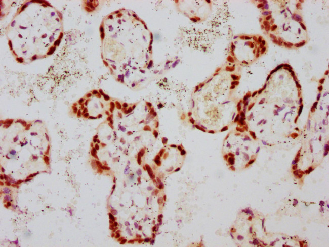 Phospho-GATA3 (Ser308) Antibody in Immunohistochemistry (Paraffin) (IHC (P))