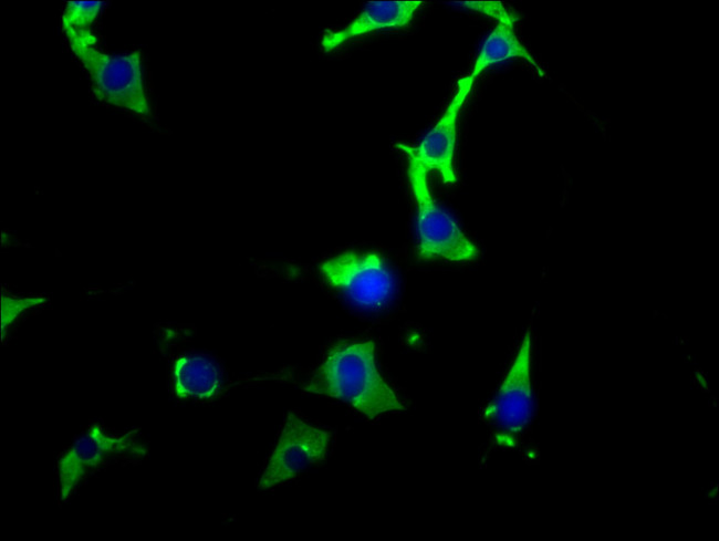 HSP90 alpha Antibody in Immunocytochemistry (ICC/IF)