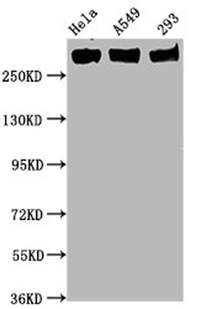 Phospho-RNA pol II CTD (Ser5) Antibody in Western Blot (WB)