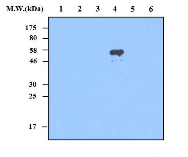 PRDX4 Antibody in Western Blot (WB)