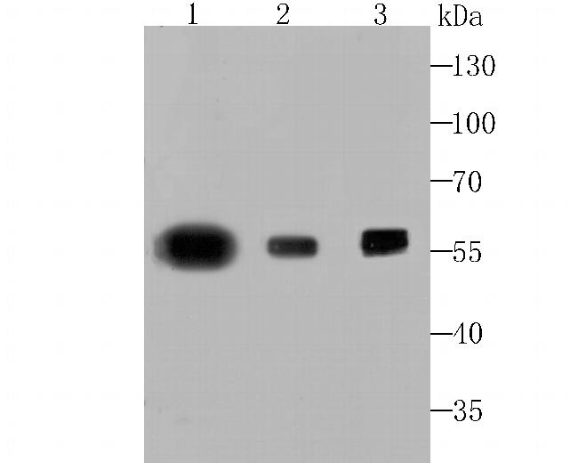 PTBP1 Antibody in Western Blot (WB)