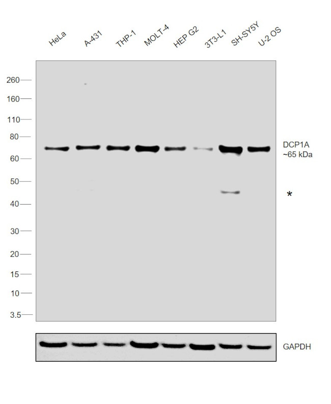 DCP1A Antibody in Western Blot (WB)