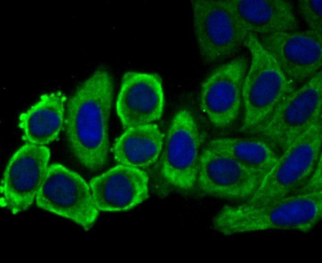 EEF1A1 Antibody in Immunocytochemistry (ICC/IF)