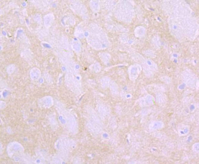 Flotillin 1 Antibody in Immunohistochemistry (Paraffin) (IHC (P))