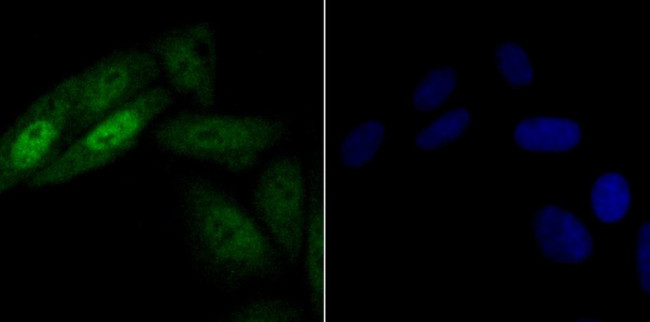 HnRNP Q Antibody in Immunocytochemistry (ICC/IF)